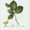 Hamamelis Virginica = Hamamélide de Virginie. [Witch-hazel]