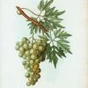 Vitis laciniata = Vigne laciniée.