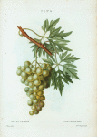 Vitis laciniata = Vigne laciniée.