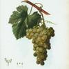 Vitis vinifera = Vigne cultivée. var. Chasselas doré.