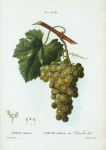 Vitis vinifera = Vigne cultivée. var. Chasselas doré.