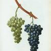 Vitis vinifera = Vigne cultivée. var. Chasselas panaché.