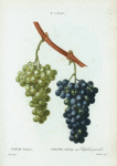 Vitis vinifera = Vigne cultivée. var. Chasselas panaché.