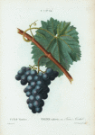 Vitis vinifera = Vigne cultivée. var. Franc-Kenthal.