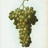 Vitis vinifera = Vigne cultivée. var. Muscat d'Alexandrie.
