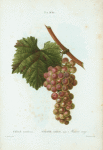 Vitis vinifera = Vigne cultivée. var. Muscat rouge.