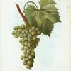 Vitis vinifera = Vigne cultivée. var. Muscat blanc.