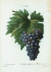 Vitis vinifera = Vigne cultivée. var. Muscat violet.