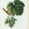 Vitis vinifera = Vigne cultivée. var. Cornichon blanc.