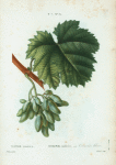 Vitis vinifera = Vigne cultivée. var. Cornichon blanc.