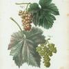 Vitis vinifera = Vigne cultivée. Fig. 1. var. Tokai. fig. 2. var. Corinthe blanc.