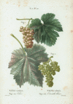 Vitis vinifera = Vigne cultivée. Fig. 1. var. Tokai. fig. 2. var. Corinthe blanc.