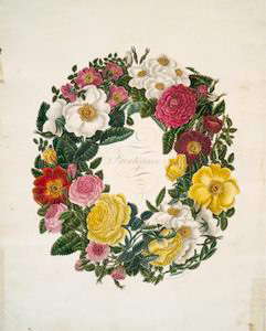 A collection of roses from nature