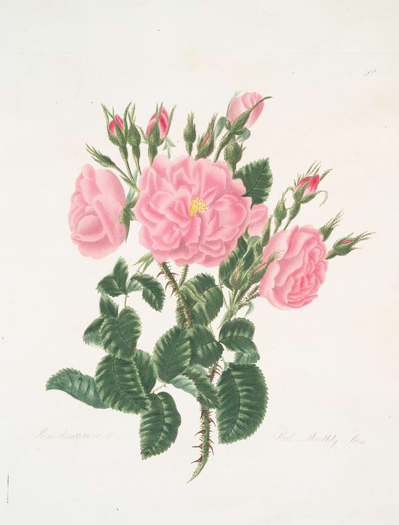 Rosa damascena - NYPL Digital Collections