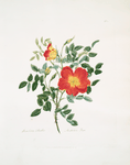 Rosa lutea-bicolor