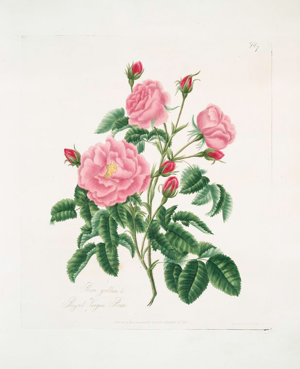 Rosa gallica - NYPL Digital Collections