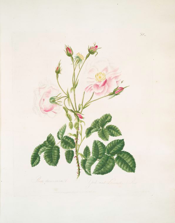 Rosa damascena - NYPL Digital Collections