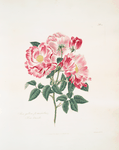 Rosa gallica-versicolor