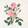 Rosa muscosa