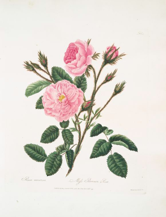 Rosa muscosa - NYPL Digital Collections