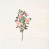 Rosa spinosissima