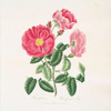 Rosa gallica