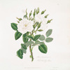 Rosa damascena