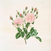 Rosa damascena