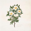 Rosa spinosissima