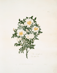 Rosa spinosissima
