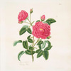 Rosa centifolia