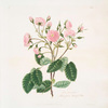 Rosa provincialis