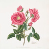 Rosa provincialis