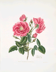 Rosa provincialis