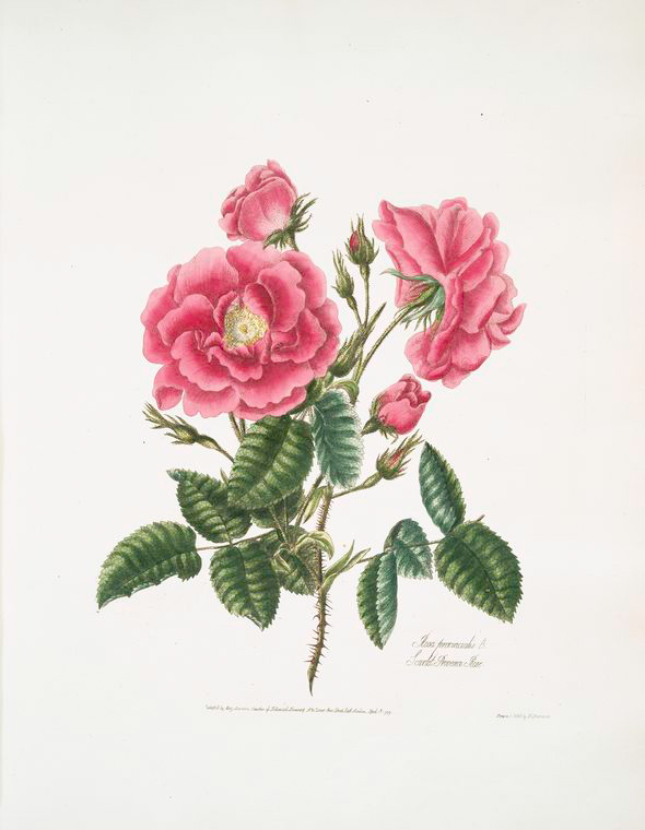 Rosa provincialis - NYPL Digital Collections