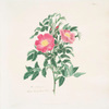 Rosa carolina