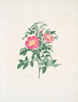 Rosa carolina