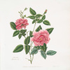 Rosa indica
