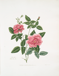 Rosa indica