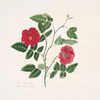 Rosa semperflorens