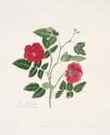 Rosa semperflorens