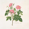 Rosa villosa