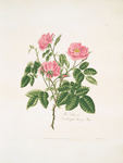 Rosa villosa