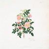 Rosa alpina