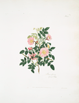 Rosa alpina