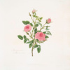 Rosa provincialis or Rose de meaux.