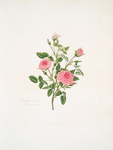 Rosa provincialis or Rose de meaux.