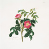 Rosa villosa