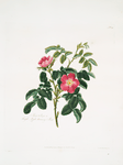 Rosa villosa