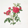 Rosa centifolia